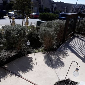 Bush Trimming by square yard reviewed on August 18, 2025