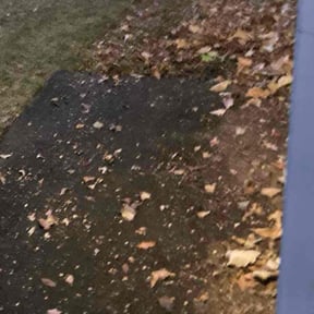 Leaf Removal by Gospel Greens reviewed on October 21, 2025