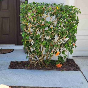 Bush Trimming by Luna&#039;s Landscaping reviewed on November 10, 2025