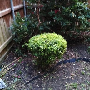 Bush Trimming by Westmoreland Home Improvement reviewed on November 22, 2025