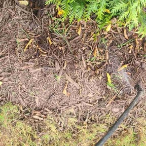 Flower Bed Weeding by Sandrez lawn care service reviewed on November 7, 2025