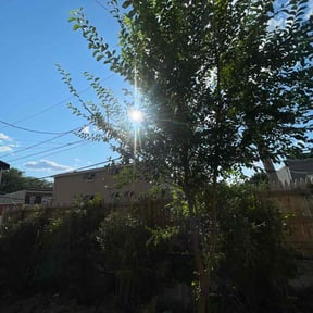 Bush Trimming by Chance Landscaping LLC reviewed on November 21, 2025