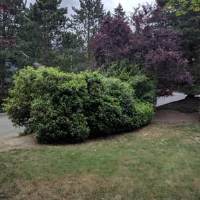 Bush Trimming by Roccos Lawn Care reviewed on August 20, 2025