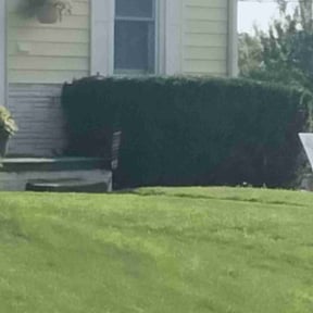 Bush Trimming by Grove Professional reviewed on November 22, 2025