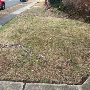 Leaf Removal by Medrano’s Landscape &amp; Irrigation management reviewed on December 18, 2025