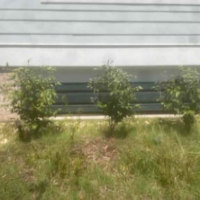 Flower Bed Weeding by Dunn it all while Dustin competition reviewed on August 14, 2026