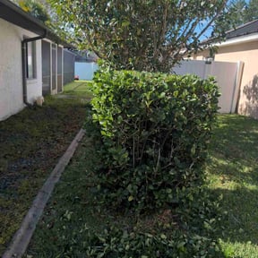 Bush Trimming by LA lawn care reviewed on August 18, 2025