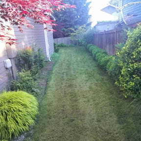 grass maintenance by D&D All In One reviewed on May 13, 2024