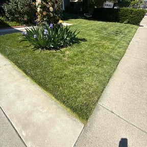 lawn care by Court Landscaping reviewed on March 13, 2024