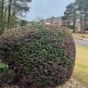 Bush Trimming by V&amp;M Landscaping reviewed on October 22, 2025