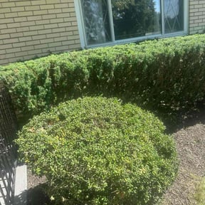 Bush Trimming by Mitchell Mowing reviewed on October 24, 2025