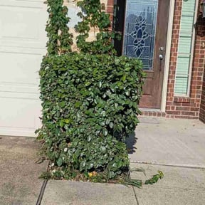 Bush Trimming by Stephen&#039;s Lawncare reviewed on October 24, 2025