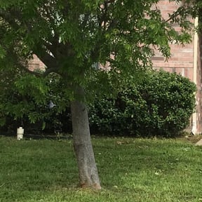 Bush Trimming by Stream Scene Landscaping reviewed on August 18, 2025