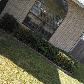 Bush Trimming by Bearded landscaping reviewed on October 24, 2025