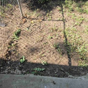 Leaf Removal by Part Time Hubby reviewed on August 15, 2025