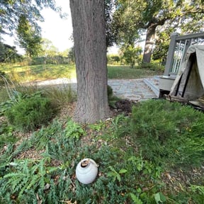 Bush Trimming by Lawn Gurus reviewed on October 19, 2025