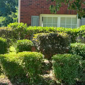 Bush Trimming by HL landscaping reviewed on August 15, 2025