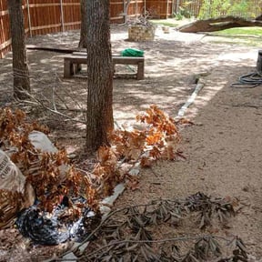 Bush Trimming by Jero&#039;s Landscape reviewed on November 20, 2025