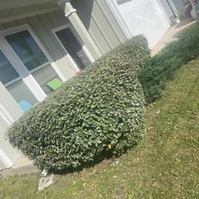 Bush Trimming by Vaquero Hills Landscaping llc. reviewed on August 14, 2025