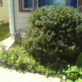 Bush Trimming by GARDENBORO LANDSCAPING reviewed on October 23, 2025