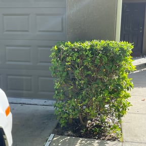 Bush Trimming by Family Lawn Care reviewed on August 16, 2025