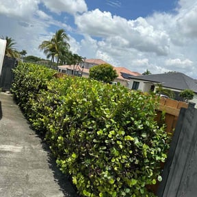 Bush Trimming by Henderson&#039;s Landscaping reviewed on November 18, 2025