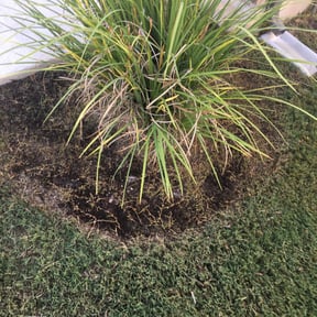 Flower Bed Weeding by Rodriguez Gardening reviewed on August 18, 2025