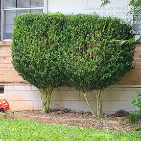 Bush Trimming by M&M's Lawn Services reviewed on August 21, 2025