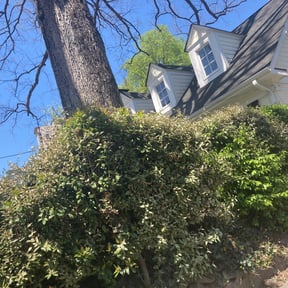 Bush Trimming by Steele lawns reviewed on August 17, 2025