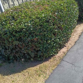 Bush Trimming by Alamo Area Lawn Care, LLC reviewed on November 10, 2025