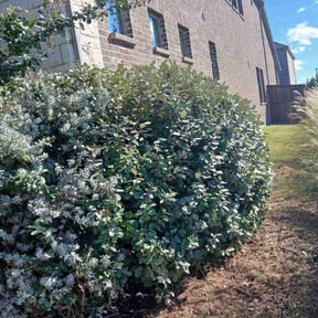 Bush Trimming by Wallace The Lawn Guy reviewed on October 22, 2025