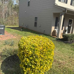 Bush Trimming by Triple "s" services reviewed on April 4, 2026