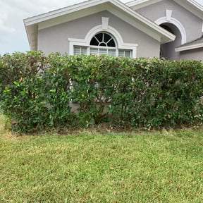 Bush Trimming by Jones' Lawn care reviewed on August 20, 2025