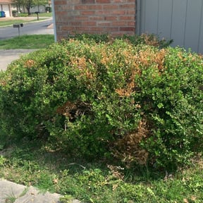 Bush Trimming by J.C.London&#039;s Lawn and Landscaping Services LLC reviewed on August 19, 2025