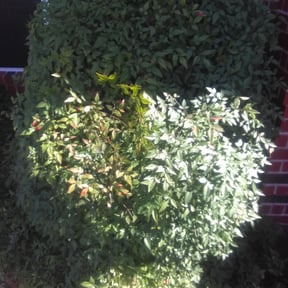 Bush Trimming by CE Lawns reviewed on August 19, 2025