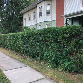 Bush Trimming by Big Chief Lawn Care reviewed on August 20, 2025