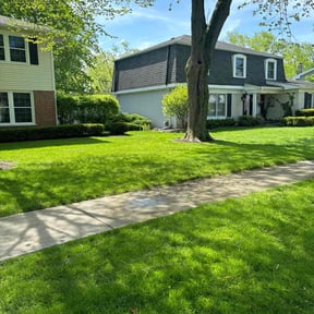 turf care by Michael lawn services reviewed on August 9, 2024