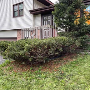 Bush Trimming by Storm Roofing and Contracting 32 LLC reviewed on August 21, 2025