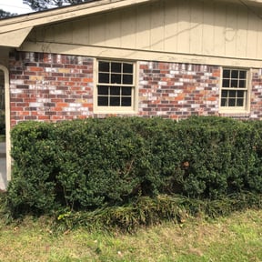 Bush Trimming by Ali&#039;s Mowing reviewed on May 12, 2025