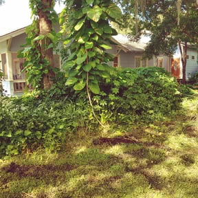 Bush Trimming by Beautiful brick paving reviewed on August 21, 2025