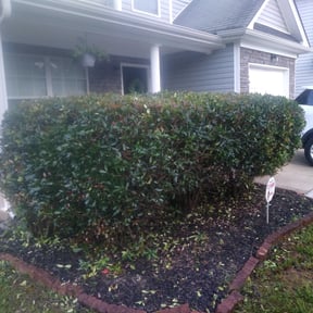 Bush Trimming by 20-20 Lawn Care reviewed on August 15, 2025
