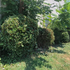 Bush Trimming by George Islas reviewed on August 19, 2025