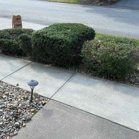 Bush Trimming by Mcleod Property pres reviewed on August 21, 2025