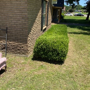 Bush Trimming by Allen Investments reviewed on August 15, 2025