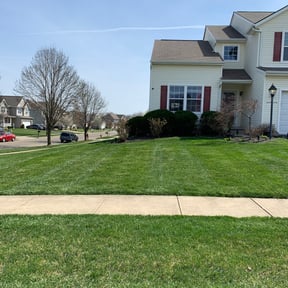 Bush Trimming by Self-Develope Services reviewed on August 16, 2025