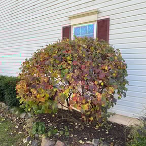 Bush Trimming by Marba Professional Services reviewed on August 20, 2025