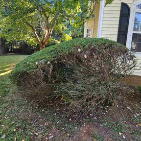 Bush Trimming by T&amp;T Service&#039;s reviewed on August 15, 2025