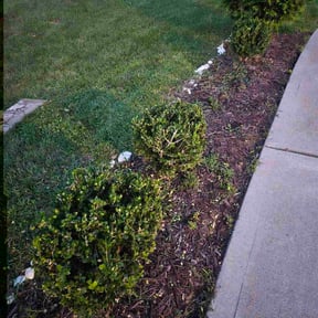 Bush Trimming by Blade &amp; Bloom Lawn Care LLC reviewed on November 20, 2025