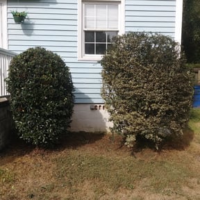 Bush Trimming by Busy Bee Co WI reviewed on August 15, 2025