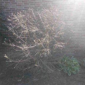 Bush Trimming by J&S lawn care and property maintenance reviewed on August 18, 2025